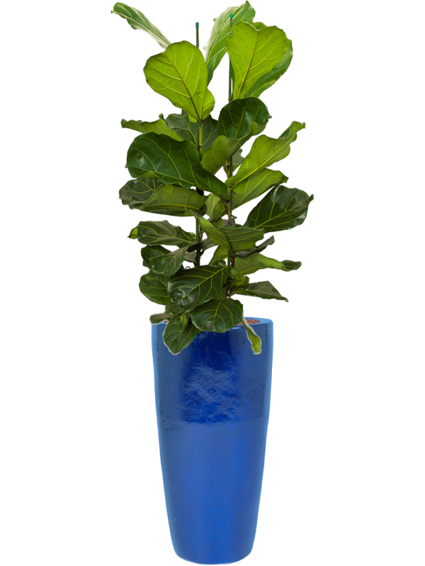 Ficus lyrata in Plain Office Plant With Pot 158cm Height 27cm Dia