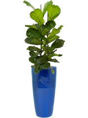 Ficus lyrata in Plain Office Plant With Pot 158cm Height 27cm Dia