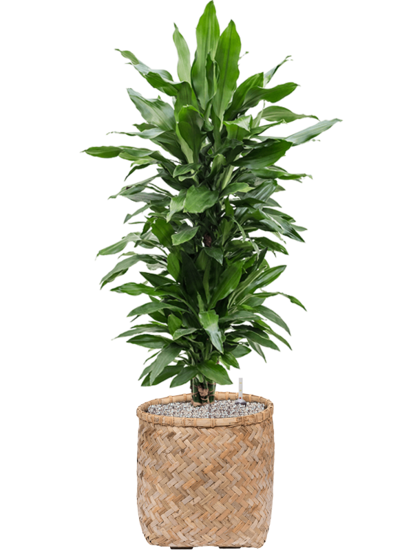 Dracaena fragrans 'Janet Lind' in Bohemian Office Plant With Pot 124cm Height 37cm Dia