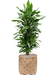 Dracaena fragrans 'Janet Lind' in Bohemian Office Plant With Pot 124cm Height 37cm Dia