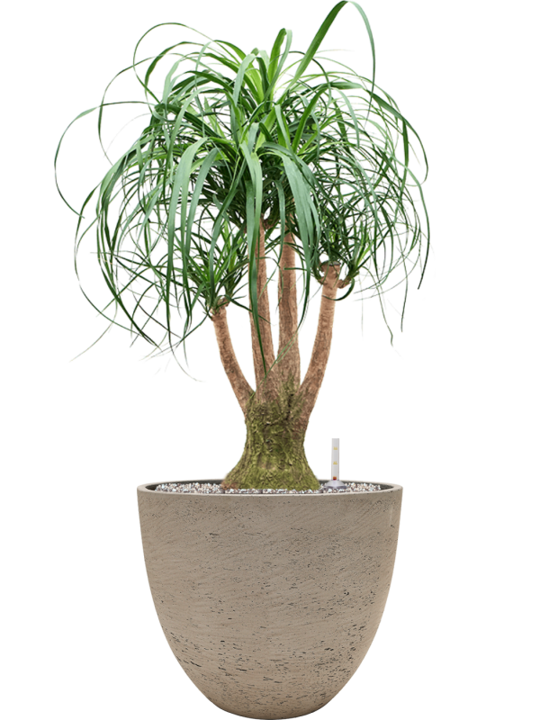 Beaucarnea recurvata in Rough Office Plant With Pot 99cm Height 38cm Dia