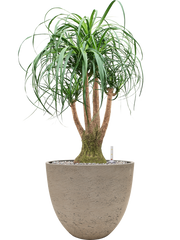Beaucarnea recurvata in Rough Office Plant With Pot 99cm Height 38cm Dia