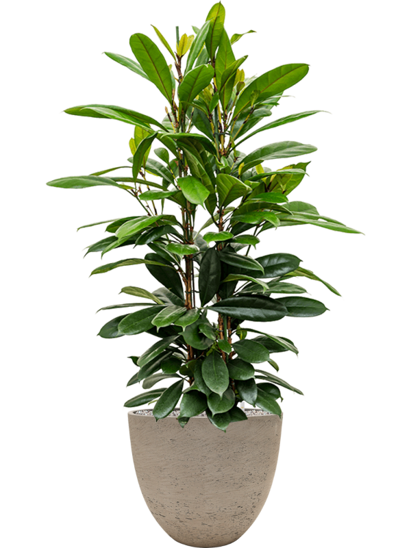 Ficus cyathistipula in Rough Office Plant With Pot 128cm Height 38cm Dia