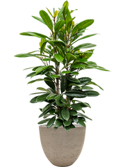 Ficus cyathistipula in Rough Office Plant With Pot 128cm Height 38cm Dia