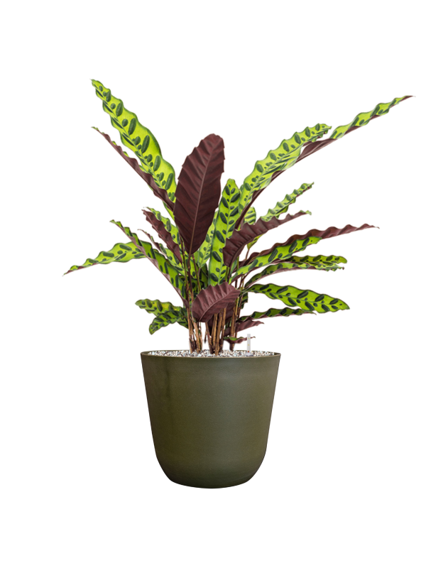 Calathea insignis in Palermo Office Plant With Pot 65cm Height 21cm Dia