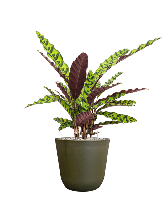 Calathea insignis in Palermo Office Plant With Pot 65cm Height 21cm Dia