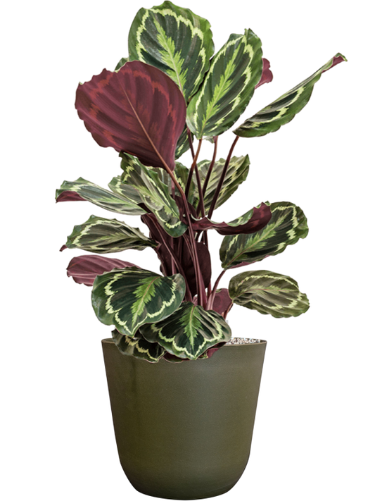 Calathea 'Medallion' in Palermo Office Plant With Pot 72cm Height 21cm Dia