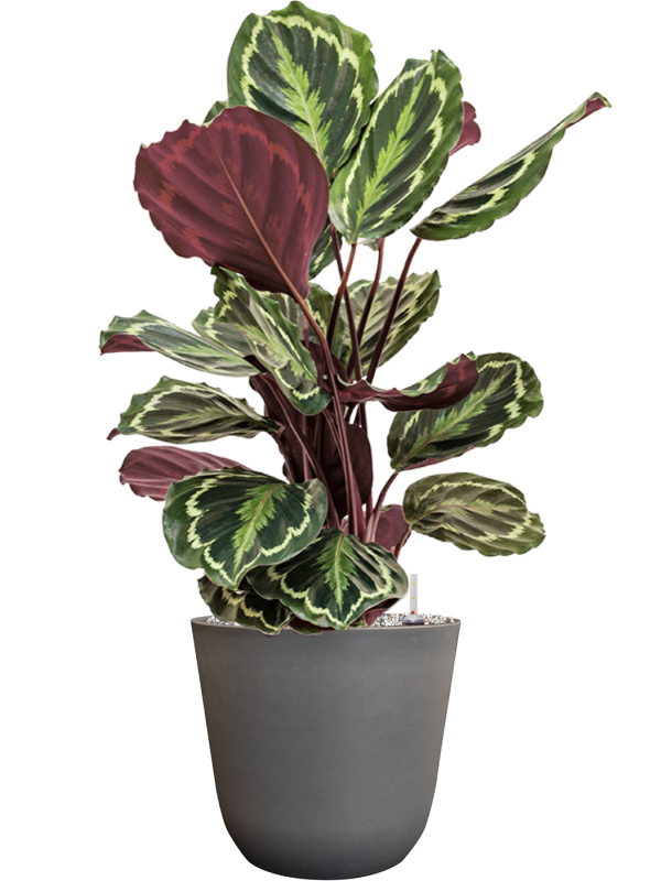 Calathea 'Medallion' in Palermo Office Plant With Pot 72cm Height 21cm Dia