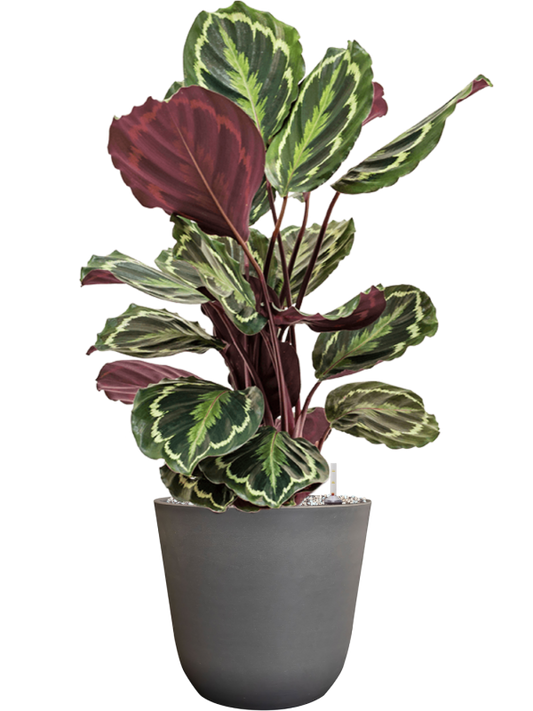 Calathea 'Medallion' in Palermo Office Plant With Pot 72cm Height 21cm Dia