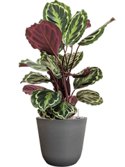 Calathea 'Medallion' in Palermo Office Plant With Pot 72cm Height 21cm Dia
