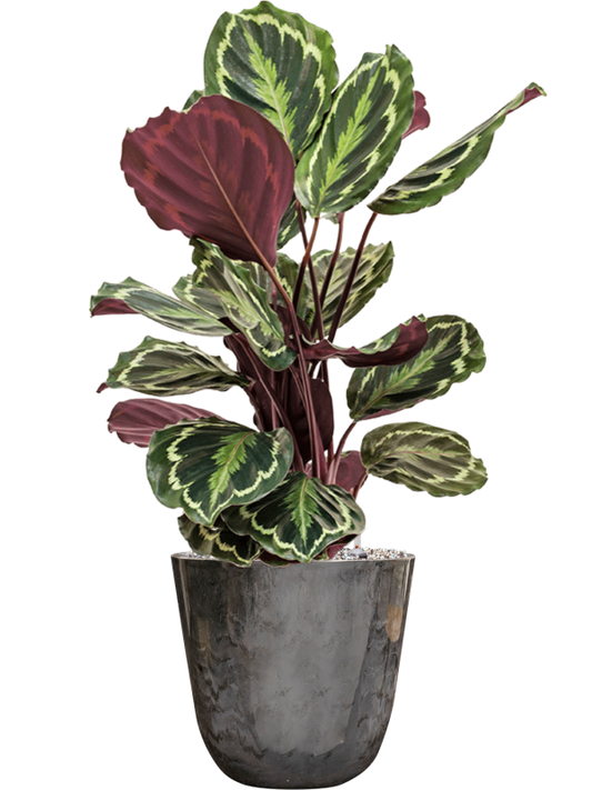 Calathea 'Medallion' in Palermo Office Plant With Pot 72cm Height 21cm Dia