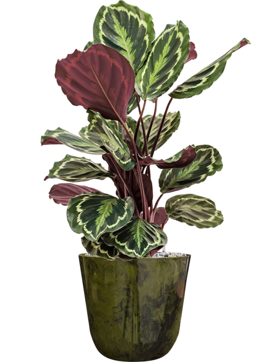 Calathea 'Medallion' in Palermo Office Plant With Pot 72cm Height 21cm Dia