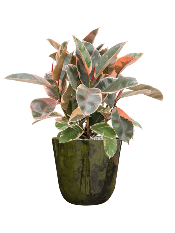 Ficus elastica 'Belize' in Palermo Office Plant With Pot 57cm Height 21cm Dia