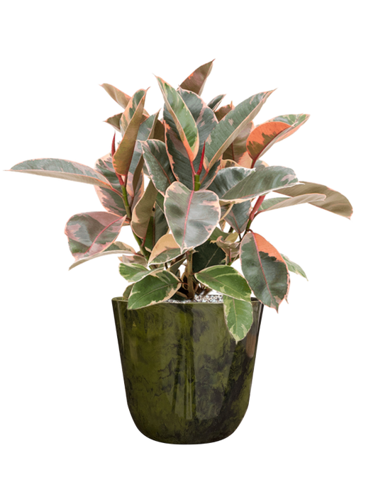 Ficus elastica 'Belize' in Palermo Office Plant With Pot 57cm Height 21cm Dia