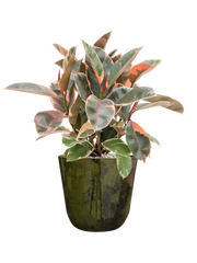 Ficus elastica 'Belize' in Palermo Office Plant With Pot 57cm Height 21cm Dia