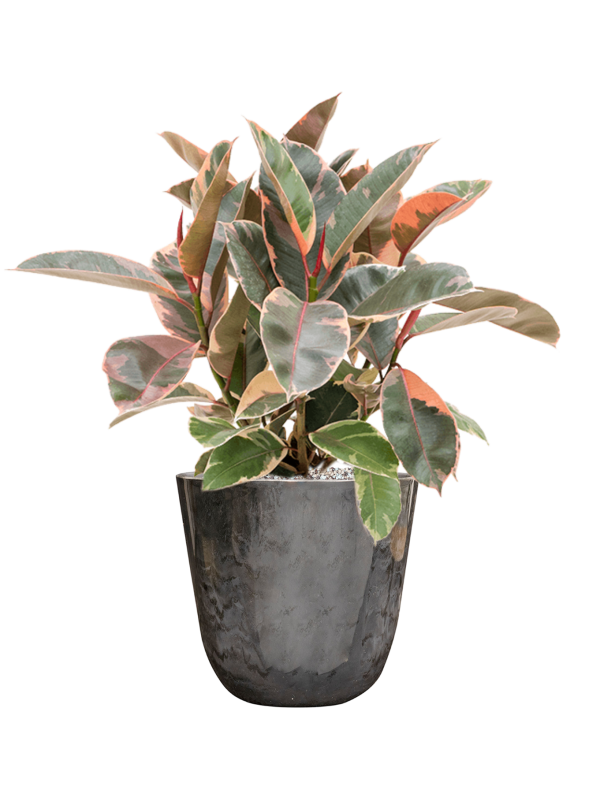 Ficus elastica 'Belize' in Palermo Office Plant With Pot 57cm Height 21cm Dia