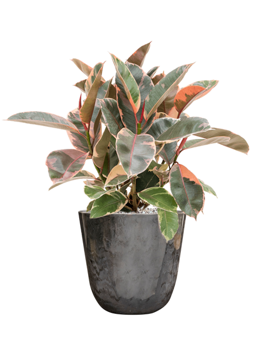 Ficus elastica 'Belize' in Palermo Office Plant With Pot 57cm Height 21cm Dia