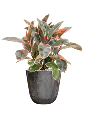 Ficus elastica 'Belize' in Palermo Office Plant With Pot 57cm Height 21cm Dia