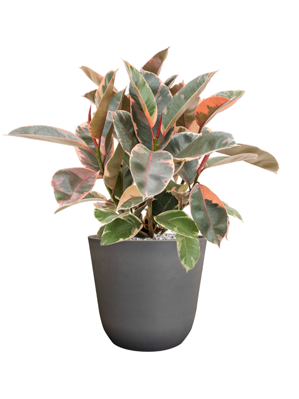Ficus elastica 'Belize' in Palermo Office Plant With Pot 56cm Height 21cm Dia