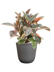Ficus elastica 'Belize' in Palermo Office Plant With Pot 56cm Height 21cm Dia