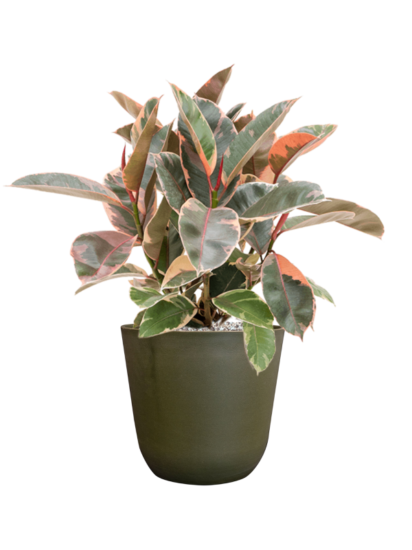 Ficus elastica 'Belize' in Palermo Office Plant With Pot 57cm Height 21cm Dia