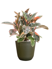 Ficus elastica 'Belize' in Palermo Office Plant With Pot 57cm Height 21cm Dia