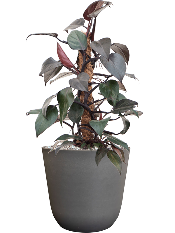 Philodendron 'New Red' in Palermo Office Plant With Pot 58cm Height 21cm Dia