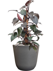 Philodendron 'New Red' in Palermo Office Plant With Pot 58cm Height 21cm Dia