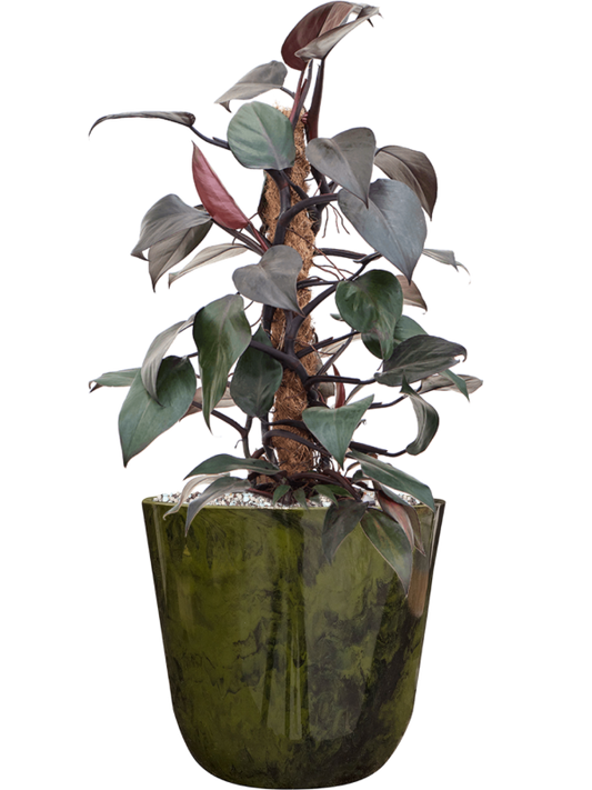 Philodendron 'New Red' in Palermo Office Plant With Pot 58cm Height 21cm Dia