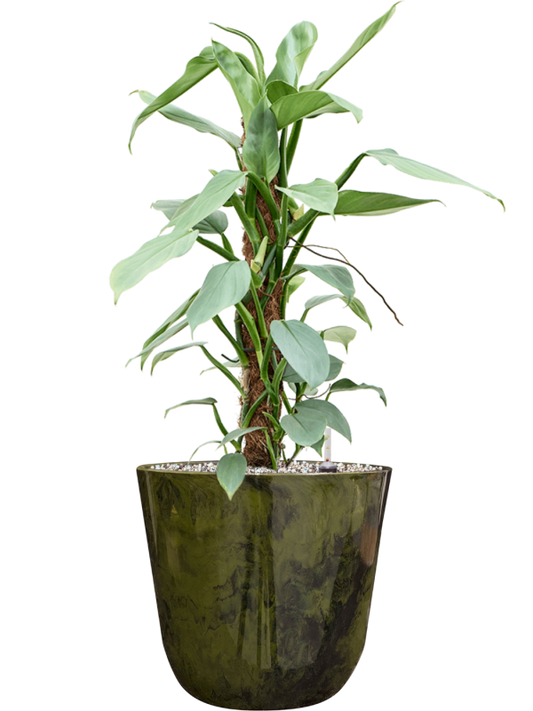 Philodendron â€šÃ„Ã¶âˆšÃ‘âˆšâ‰¤Silver Queenâ€šÃ„Ã¶âˆšÃ‘âˆšÂ¥ in Palermo Office Plant With Pot 62cm Height 21cm Dia