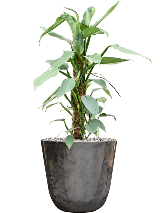 Philodendron â€šÃ„Ã¶âˆšÃ‘âˆšâ‰¤Silver Queenâ€šÃ„Ã¶âˆšÃ‘âˆšÂ¥ in Palermo Office Plant With Pot 62cm Height 21cm Dia