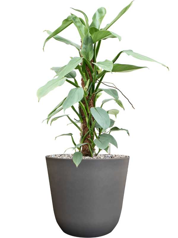 Philodendron â€šÃ„Ã¶âˆšÃ‘âˆšâ‰¤Silver Queenâ€šÃ„Ã¶âˆšÃ‘âˆšÂ¥ in Palermo Office Plant With Pot 62cm Height 21cm Dia