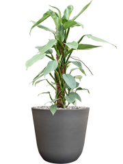 Philodendron â€šÃ„Ã¶âˆšÃ‘âˆšâ‰¤Silver Queenâ€šÃ„Ã¶âˆšÃ‘âˆšÂ¥ in Palermo Office Plant With Pot 62cm Height 21cm Dia