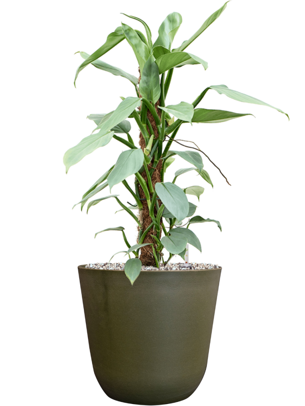Philodendron â€šÃ„Ã¶âˆšÃ‘âˆšâ‰¤Silver Queenâ€šÃ„Ã¶âˆšÃ‘âˆšÂ¥ in Palermo Office Plant With Pot 62cm Height 21cm Dia