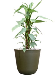 Philodendron â€šÃ„Ã¶âˆšÃ‘âˆšâ‰¤Silver Queenâ€šÃ„Ã¶âˆšÃ‘âˆšÂ¥ in Palermo Office Plant With Pot 62cm Height 21cm Dia