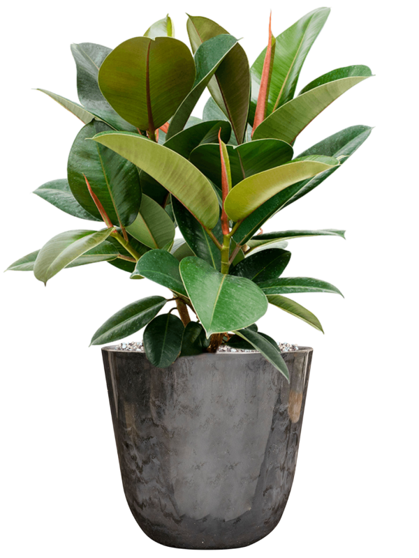 Ficus elastica 'Robusta' in Palermo Office Plant With Pot 58cm Height 21cm Dia