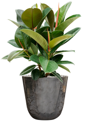 Ficus elastica 'Robusta' in Palermo Office Plant With Pot 58cm Height 21cm Dia
