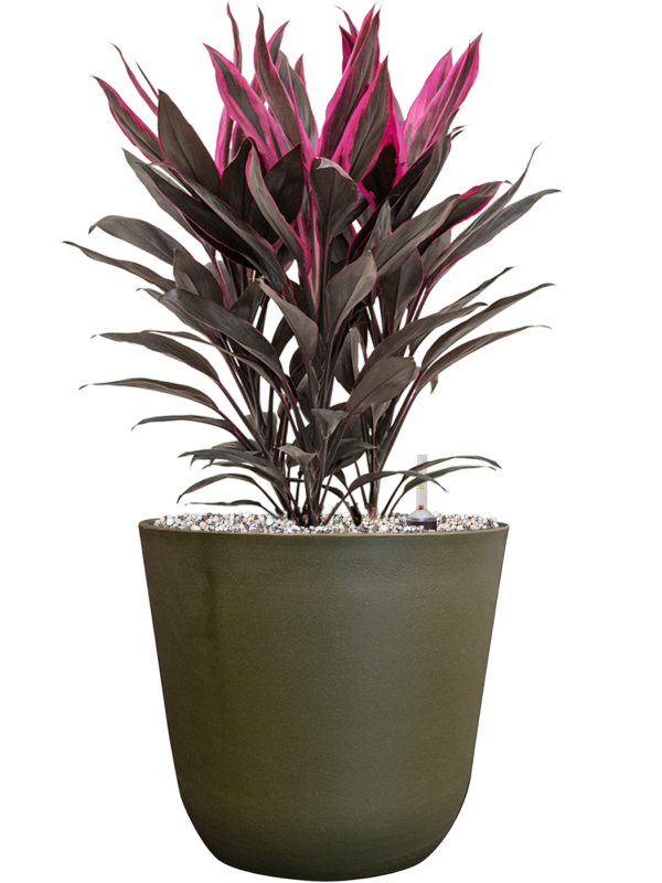 Cordyline fruticosa 'Tango' in Palermo Office Plant With Pot 52cm Height 21cm Dia