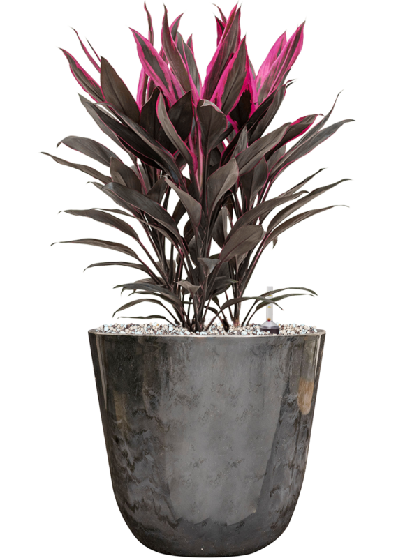 Cordyline fruticosa 'Tango' in Palermo Office Plant With Pot 53cm Height 21cm Dia