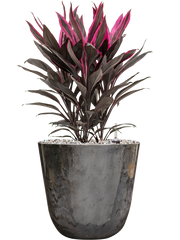 Cordyline fruticosa 'Tango' in Palermo Office Plant With Pot 53cm Height 21cm Dia