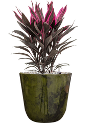 Cordyline fruticosa 'Tango' in Palermo Office Plant With Pot 52cm Height 21cm Dia
