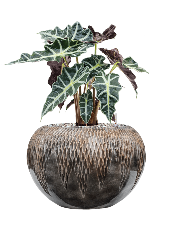 Alocasia 'Polly' in Baq Luxe Lite Universe Comet Office Plant With Pot 52cm Height 21cm Dia