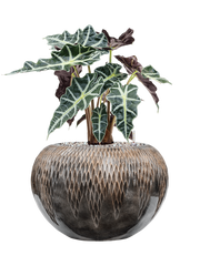 Alocasia 'Polly' in Baq Luxe Lite Universe Comet Office Plant With Pot 52cm Height 21cm Dia