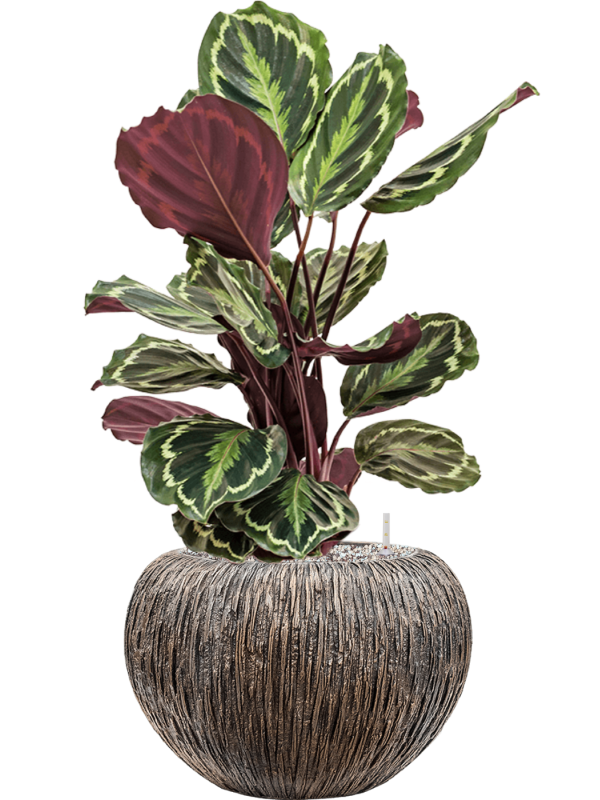 Calathea 'Medallion' in Baq Luxe Lite Universe Waterfall Office Plant With Pot 74cm Height 21cm Dia