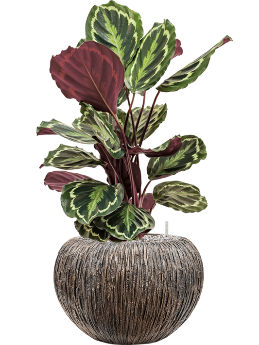 Calathea 'Medallion' in Baq Luxe Lite Universe Waterfall Office Plant With Pot 74cm Height 21cm Dia