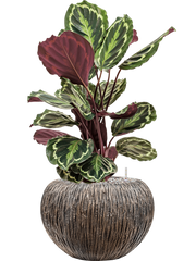 Calathea 'Medallion' in Baq Luxe Lite Universe Waterfall Office Plant With Pot 74cm Height 21cm Dia