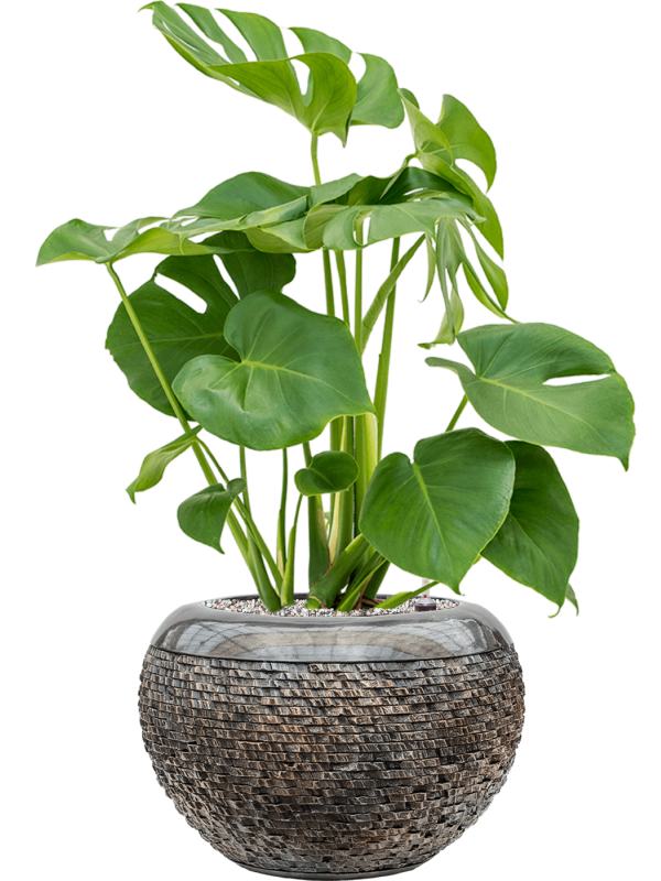 Monstera deliciosa in Baq Luxe Lite Universe Layer Office Plant With Pot 75cm Height 21cm Dia