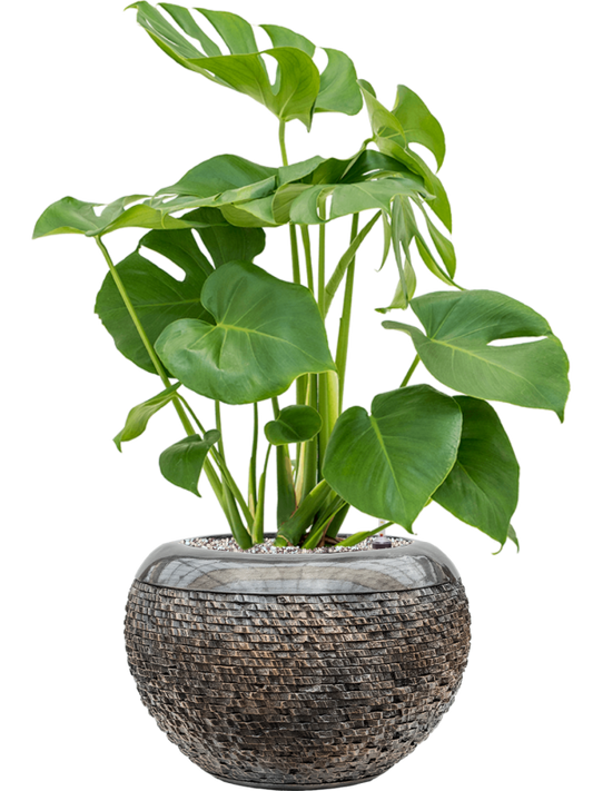 Monstera deliciosa in Baq Luxe Lite Universe Layer Office Plant With Pot 75cm Height 21cm Dia