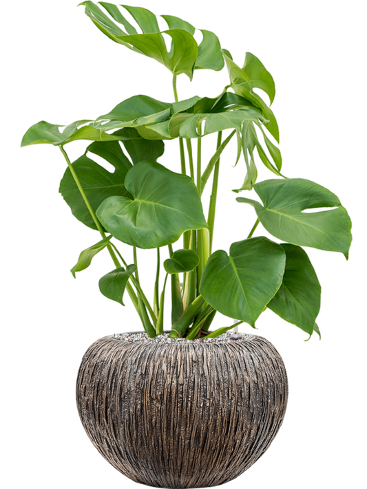 Monstera deliciosa in Baq Luxe Lite Universe Waterfall Office Plant With Pot 75cm Height 21cm Dia