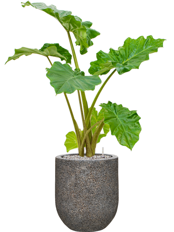 Alocasia 'Portodora' in Baq Naturescast Office Plant With Pot 102cm Height 24cm Dia